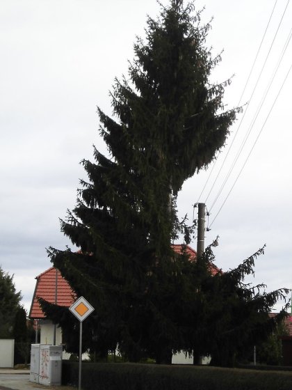 Baum-(aus)-schnitt wegen der Stromleitung (in Zscherben gefunden).